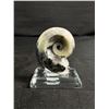 Image 1 : Ammonite Othoceras Fossil MSRP $249.00
