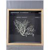 Image 1 : Shadow Box w/ Basket Star Marine Invertebrate. NO SHIPPING Approx. 20" x 20" x 2 1/2"