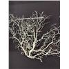 Image 2 : Shadow Box w/ Basket Star Marine Invertebrate. NO SHIPPING Approx. 20" x 20" x 2 1/2"