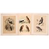 Image 2 : Birds of Prey Drawings (7)  [180131]
