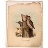 Image 2 : D.G. Elliott Bird Prints  (4)  [181750]