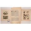 Image 2 : Audubon Bird Drawings w/French & English Text  (19)  [180132]