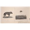 Image 2 : Animal Prints-Vintage (12)  [181584]