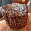 Image 2 : Arizona petrified wood partial log, polished top  [157641]