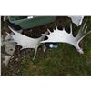Image 1 : Set of moose antlers