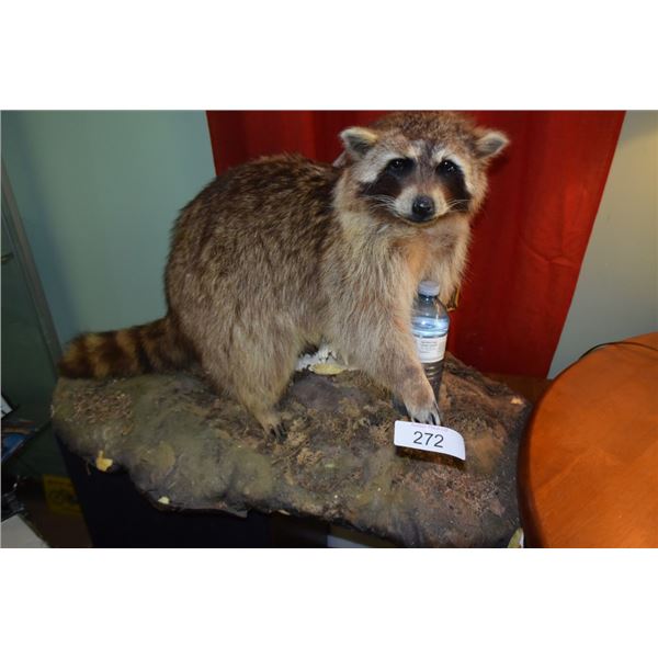 Taxidermy raccoon