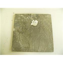 Tile - approx. 470, 12x12, Desert gold (123)