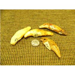 Lot of 4 fossilized polar bear teeth (33)