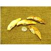 Image 1 : Lot of 4 fossilized polar bear teeth (33)