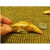 Image 6 : Lot of 4 fossilized polar bear teeth (33)