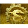 Image 5 : 2 sea turtles made of antler on wood base Imported (33)