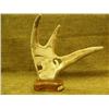 Image 1 : Moose Antler carving of a bear and Southeast Alaskan motif on wood base 11" tall 10" wide Imported (