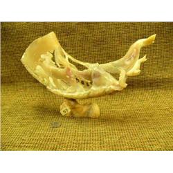 Very detailed dall sheep horn carving on bone base signed V.G.V. of pod of whales 12" long 8" high (