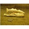 Image 1 : Fossilized walrus Ivory carving of salmon on ivory chips and bone base 5" long by J.B.N done in '95 