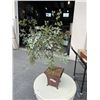 Image 1 : ARTIFICIAL PLANT IN POT
