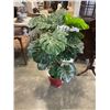 Image 2 : ARTIFICIAL PLANT IN POT