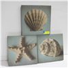 Image 1 : 3 CANVAS WALL ART SHELLS 11.5 X 11.5