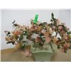 Image 1 : PLANT & POT