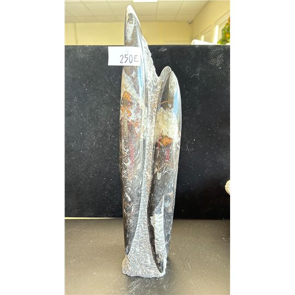 ORTHOCERAS FOSSIL SPECIMEN 14" $1100