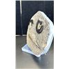 Image 2 : ORTHOCERAS FOSSIL PLAQUE 7.5" RETAIL $800