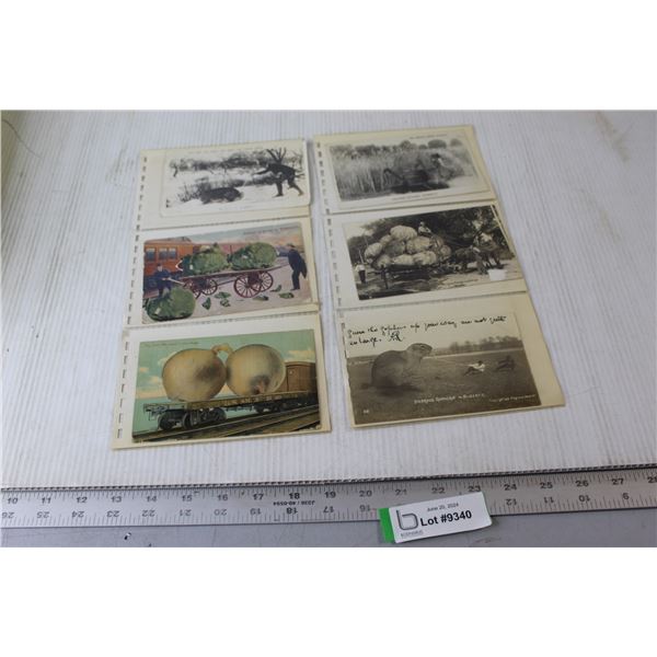 (6) Postcards - Alberta, Washington