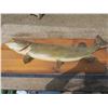 Image 1 : 39" mounted jackfish
