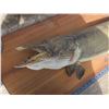 Image 2 : 39" mounted jackfish
