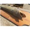 Image 4 : 39" mounted jackfish