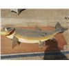 Image 1 : 35" mounted fish