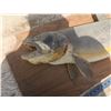 Image 2 : 35" mounted fish