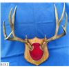 Image 1 : Large set of mounted mule deer antlers.