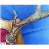 Image 2 : Large set of mounted mule deer antlers.