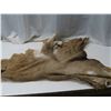 Image 1 : mule deer hide