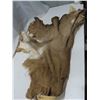 Image 2 : mule deer hide
