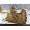 Image 2 : elk hide