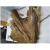 Image 3 : elk hide