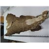 Image 1 : mule deer hide