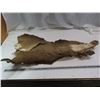 Image 2 : mule deer hide