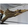 Image 1 : mule deer hide