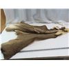 Image 2 : mule deer hide