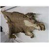 Image 2 : elk hide