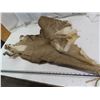 Image 3 : elk hide