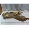 Image 1 : elk hide