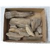 Image 1 : Lot of Fossils