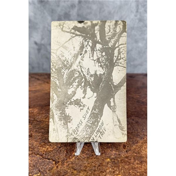 WWI WW1 Horse in Tree Postcard