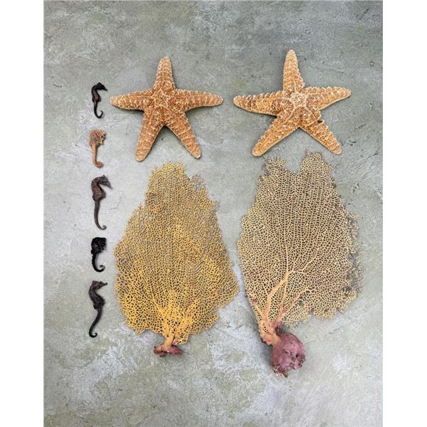 Sea Horses Coral Ferns and Star Fish