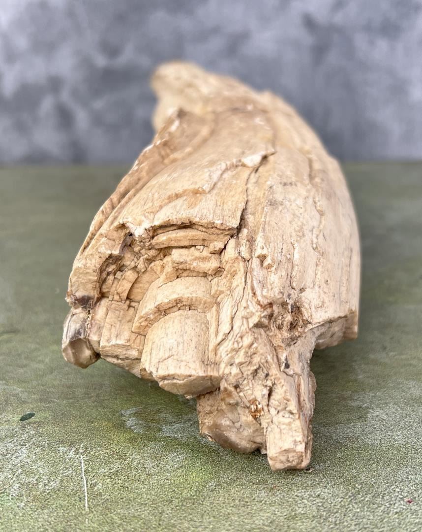 Petrified Fossil Wooly Mammoth Tusk Segment