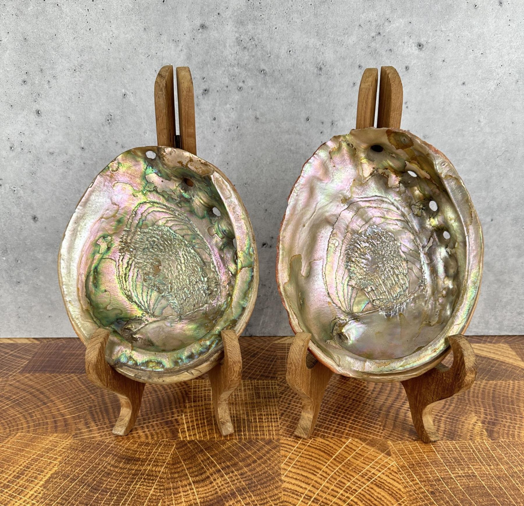 Abalone Sea Shells