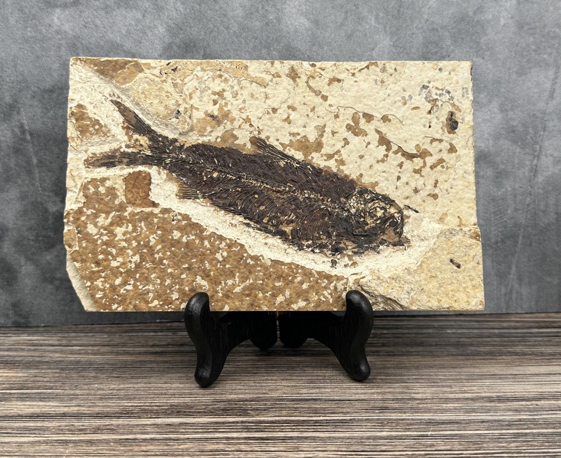 Knightia eocaena Green River Fish Fossil