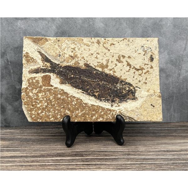 Knightia eocaena Green River Fish Fossil